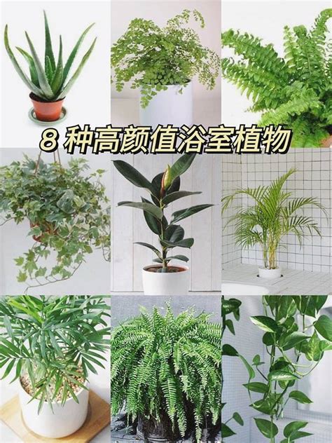 適合放在浴室的植物|「浴室植物」推薦這6種！黃金葛可以吸收甲醛、化煞。